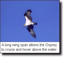 birding- osprey in flight